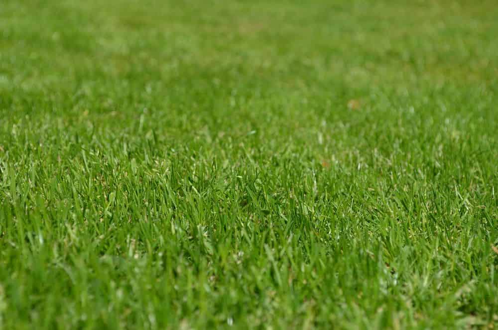 Sodding image